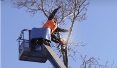 Какие деревья нельзя сажать рядом с постройками
