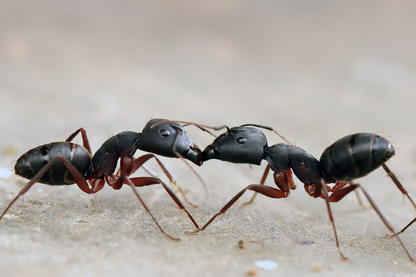 муравьи на даче